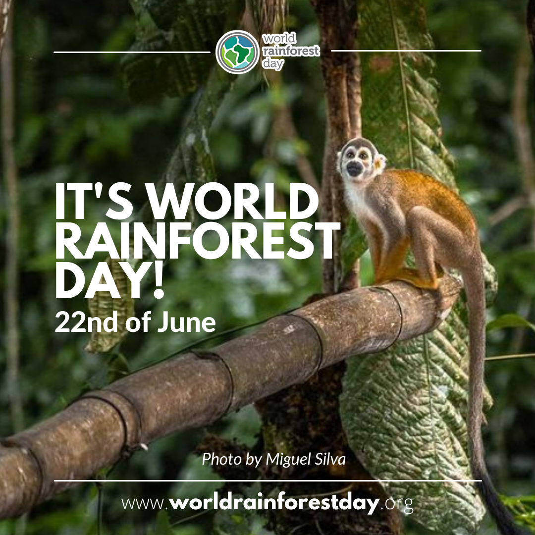 lowercase "kim chua"